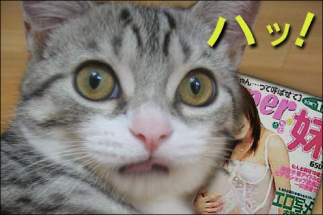 [NLS] �Ǘ��l(�I�i�g)�̌��R�~�E�]��